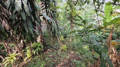 Dijual Tanah di Lokasi Premium Pasteur, Bandung, Harga 1,76 Miliar