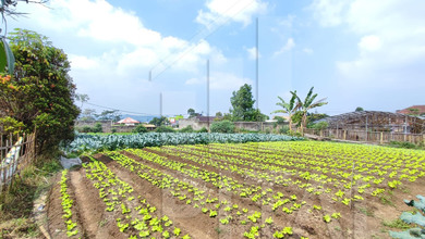 Tanah Ideal untuk Hunian di Lembang, Bandung, Luas 520m²