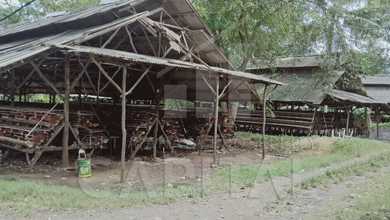 Gudang Luas Peternakan Ayam Petelur di Desa Kemiri Tangerang Banten