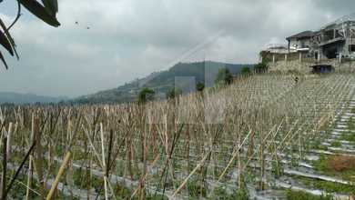 Jual Tanah di Lokasi Premium Lembang, Bandung Barat, Harga 835 Juta