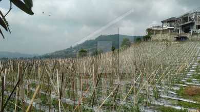 Jual Cepat Tanah Strategis di Lembang, Bandung Barat, LT 334m²