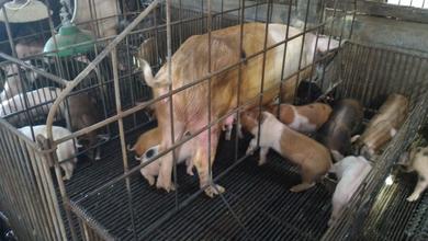 Kandang Babi Beserta Pabrik Pakan dan Gudangnya Daerah Cigugur Kuningan